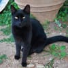 Coco sucht ihren Menschen