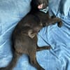 Balu (Ragnar) Großer Kuschelbär