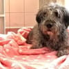 LORENZO - er sucht Paten