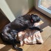 Letztes liebevolles Zuhause gesucht