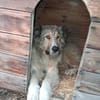 Zuhause gesucht für Kiro