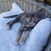 Zarte Lola sucht Zuhause