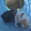Zarte Lola sucht Zuhause