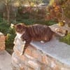 Schmusekater Rico sucht Zuhause