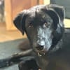 Anhänglicher Pancho sucht Zuhause