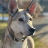 Romeo sucht seinen Menschen