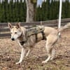 Romeo sucht seinen Menschen