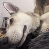 Romeo sucht seinen Menschen