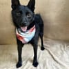 Frutti-Fröhliche Hündin, 1,5 Jahre alt,