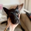 Frutti-Fröhliche Hündin, 1,5 Jahre alt,