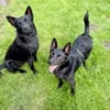 Frutti-Fröhliche Hündin, 1,5 Jahre alt,