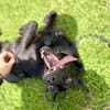 Frutti-Fröhliche Hündin, 1,5 Jahre alt,