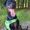 🐾 Akito sucht sein Für-immer-Zuhause 🐾