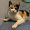 Liebes Katzenmädel Roma (ALO) Stuttgart