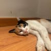 Liebes Katzenmädel Roma (ALO) Stuttgart