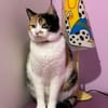Liebes Katzenmädel Roma (ALO) Stuttgart