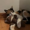 Liebes Katzenmädel Roma (ALO) Stuttgart