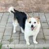 Alva, 5 Jahre alt