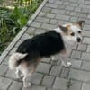 Alva, 5 Jahre alt