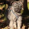 Terriermix Hündin 38 cm 8 mon.