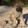 Terriermix Hündin 38 cm 8 mon.
