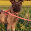 Terriermix Hündin 38 cm 8 mon.