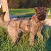 Terriermix Hündin 38 cm 8 mon.