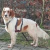 Giannios sucht ein sportliches Zuhause