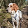 Giannios sucht ein sportliches Zuhause