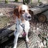 Giannios sucht ein sportliches Zuhause