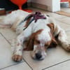 Giannios sucht ein sportliches Zuhause