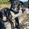 Bruno - Liebevoller Schmuser mit Herz