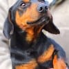 Kleiner Schatz JACK