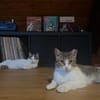 Luna und Chrysa aus dem Tierschutz