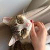 Luna und Chrysa aus dem Tierschutz