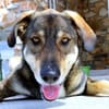 Verschmuster Caesar sucht Zuhause