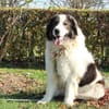 Bruno unser sanfter Rieser
