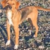Anton m 1/25 sucht sein Glück