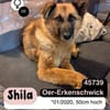 Ruhige SHILA sucht treue Begleiter