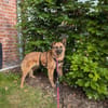 Ruhige SHILA sucht treue Begleiter