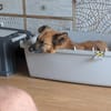 Ruhige SHILA sucht treue Begleiter