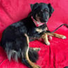 warmherziges Zuhause gesucht