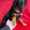 warmherziges Zuhause gesucht