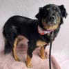 warmherziges Zuhause gesucht