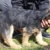 Szabi auf Pflegestelle in 91058 Erlangen
