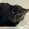 BASTET
