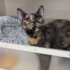 BABOUCHKA A17429