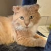 SIMBA QCT (j'ai trouvé ma famille)