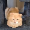 SIMBA QCT (j'ai trouvé ma famille)