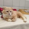 SIMBA QCT (j'ai trouvé ma famille)
